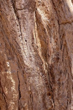 Akasya ağacı kabuğu.