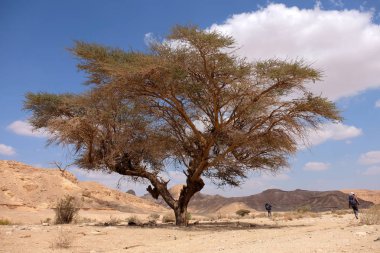 Necef çöl manzarası.