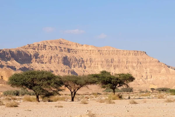 Negev öken wadi landskap. — Stockfoto