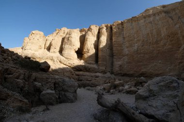 Judea çöl Rock ayağı.