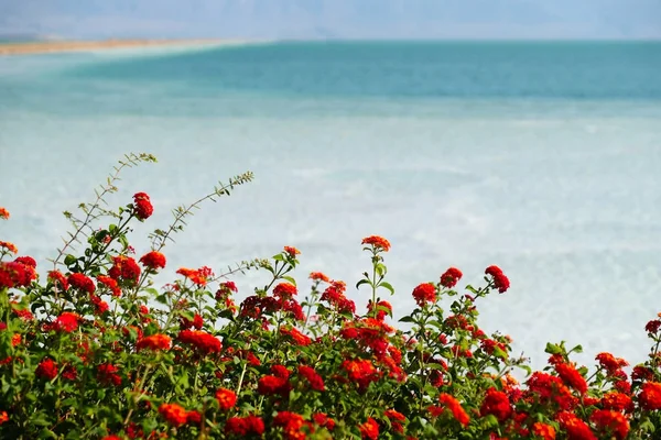 Plantas vermelhas florescendo no Mar Morto . — Fotografia de Stock
