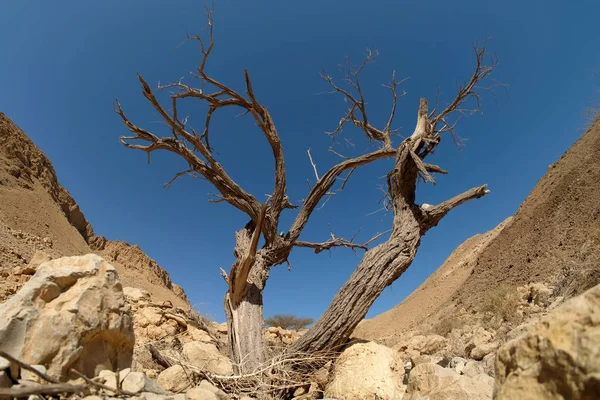 Judea çölde kuru ağaç.