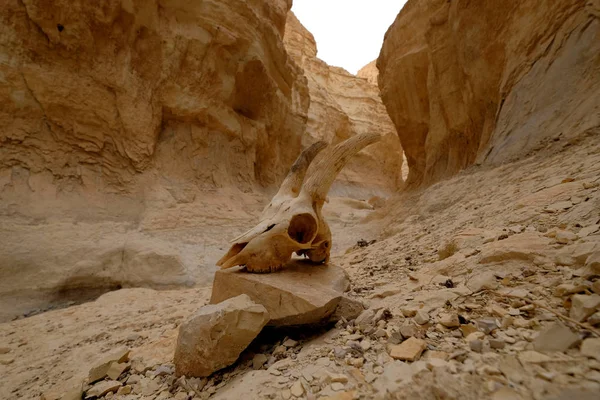 Zvířecí lebky v Judeji pouštní hluboké rokle. — Stock fotografie