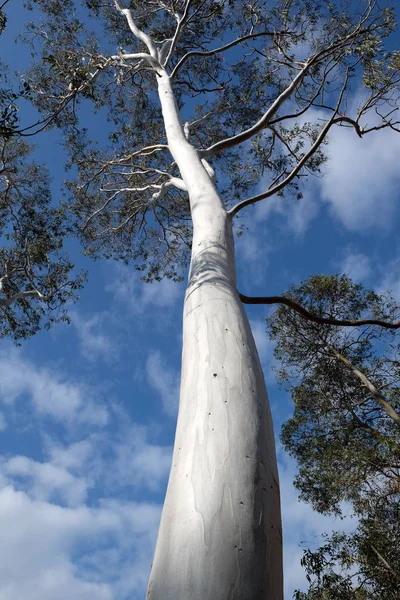 Vita stammen av eukalyptusträd. — Stockfoto