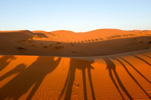 Deve Kervanı Sahra Çölü Fas Taki Kum Tepelerinden Geçiyor — Stok fotoğraf