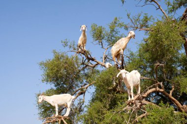 Fas keçilerinin Argan ağacına tırmanıp Argan fındığı yediklerini duymuştum..