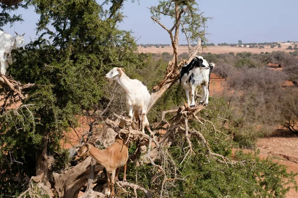 Ouvi Dizer Que Cabras Marroquinas Subiram Árvore Argan Comeram Nozes — Fotografia de Stock