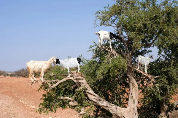 Heard Moroccan Goats Climbed Argan Tree Eating Argan Nuts — Stock Photo, Image