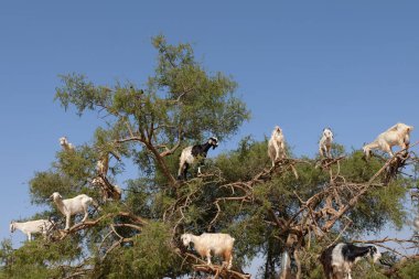 Fas keçilerinin Argan ağacına tırmanıp Argan fındığı yediklerini duymuştum..