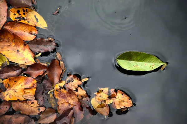 Зеленые листья на поверхности реки Среди группы желтых сухих листьев осенью . — стоковое фото