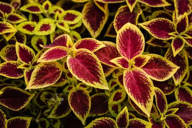   Arka plan için bahçedeki renkli yaprak. Üstten görünüm ile fotoğraf.