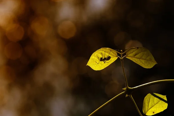 Silhuetten av insekt på gröna blad med reflekteras från solljus och natur suddig bakgrund . — Stockfoto