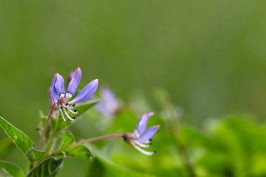 Güzel mor çiçekler için bulanık arka planda arka plan olarak kullanmak.