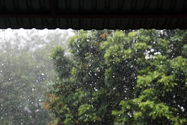Foto di gocce di pioggia che cadono pesantemente tra lo sfondo è alberi e la natura sfocatura . — Foto Stock