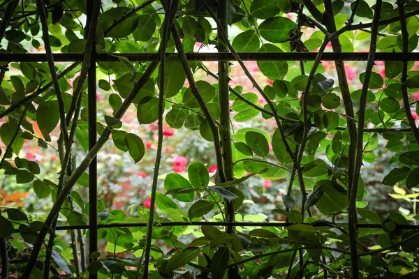 Rosenzaun mit Stahlkonstruktion im Garten mit Rosenverwischung als Hintergrund. — Stockfoto