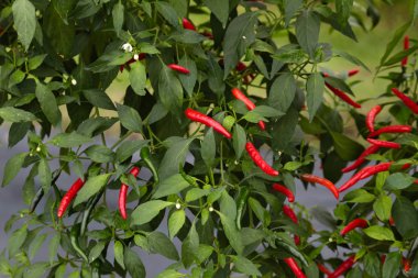 Kırmızı biber hasat satış için bekleyen ağaç üzerinde. 