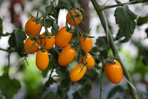 Orange tomatoes on tomato tree with blur background.