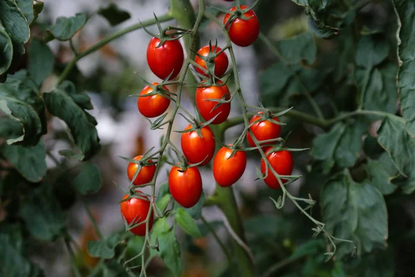 Red tomatoes on tomato tree with blur background.