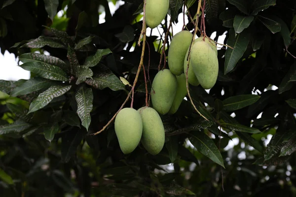 Mangoes on tree waiting for harvest to sale. — Stock Photo, Image