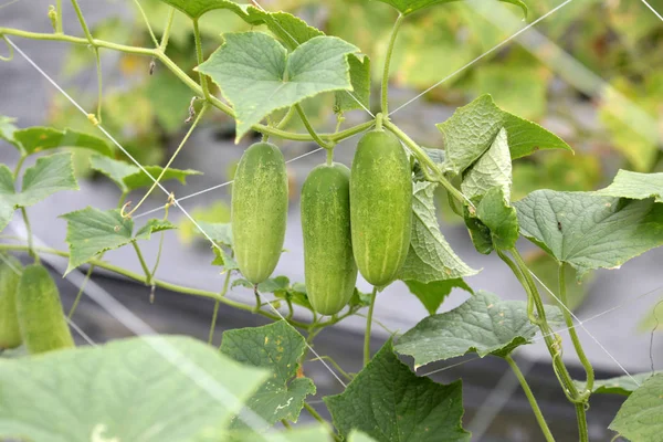 Salatalık hasat satış için bekleyen ağaç üzerinde. 