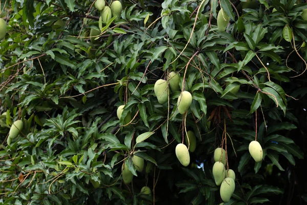 Mangoes on tree waiting for harvest to sale. — Stock Photo, Image