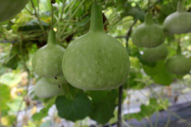 Birçok kabak siceraria veya kabakgiller hasat satış için bekleyen ağaç üzerinde. 