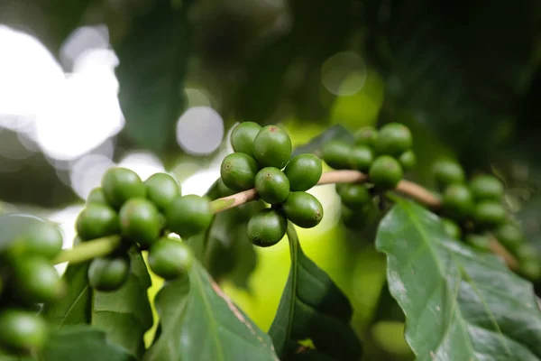Green fresh coffee beans on tree with nature blurred and bokeh in background. — Stock Photo, Image