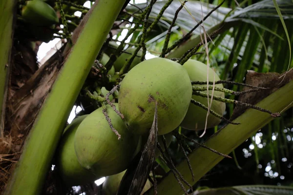 Coco fresco en el árbol . — Foto de Stock