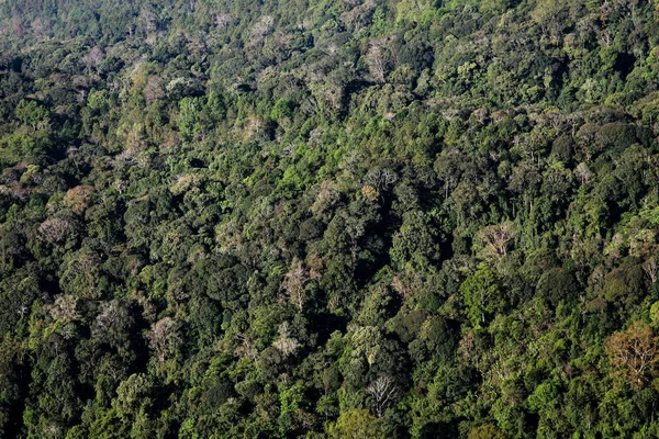 Gambar dari sudut tinggi hutan subur di gunung . — Stok Foto