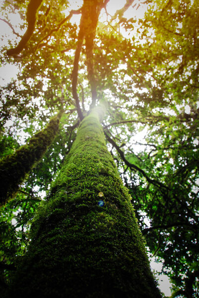 Фотография деревьев - вид снизу с оранжевым солнечным светом днем
.