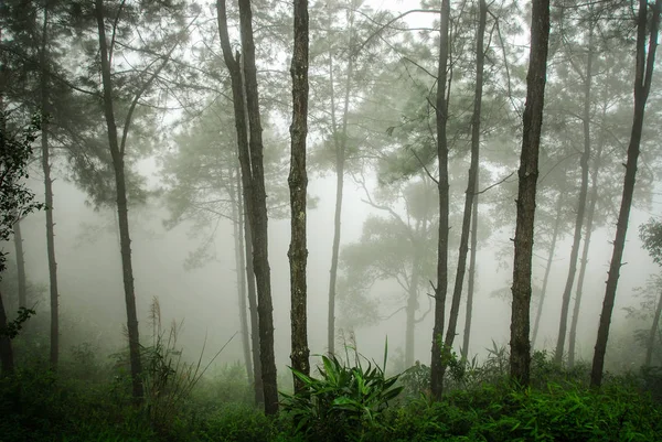 Kabut di hutan. — Stok Foto