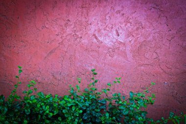 Kırmızı çimento duvar ve küçük yeşil ağacında aşağıda arka planı için.