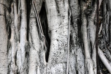 Ağaç kökleri duvar arka planı için.