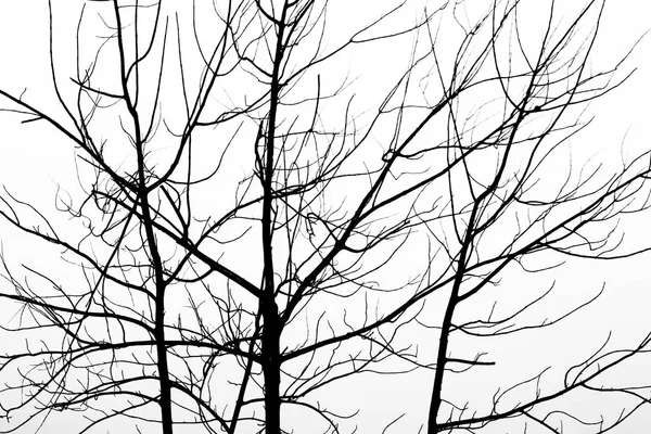 Abstract of dead tree branch with gray sky is background. — Stock Photo, Image