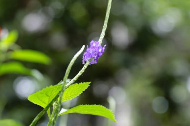 Bulanık bir doğal mor çiçekler dallar arka plan olduğunu.