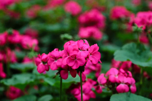 Pink flowers with a natural blurred background. — Stock Photo, Image