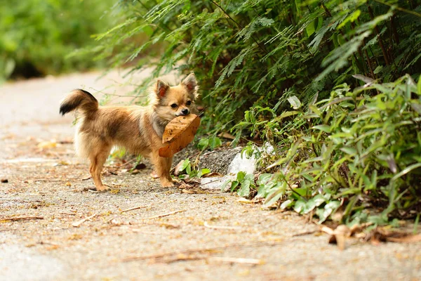 Chihuahua andando no jardim enquanto tem folhas secas segurar na boca . — Fotografia de Stock