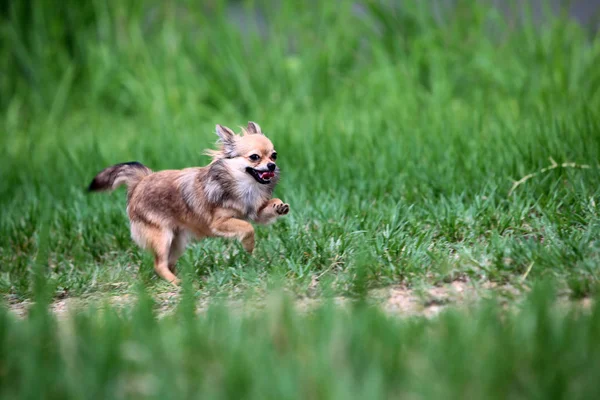 Dlouhé vlasy Chihuahua šťastně běží na louce — Stock fotografie