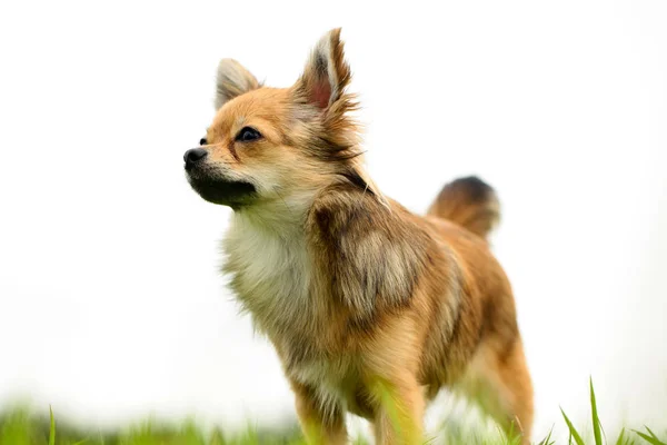 Cabelo longo Chihuahua de pé em gramados verdes com fundo branco — Fotografia de Stock