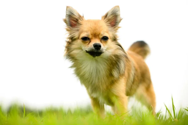 Uzun saç Chihuahua ayakta beyaz arka plan ile Yeşil çimenler üzerinde — Stok fotoğraf