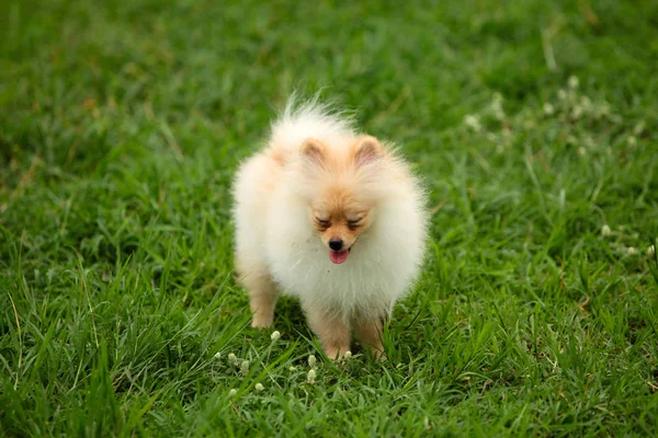 博美犬小狗高兴地站在绿色的草坪上 — 图库照片