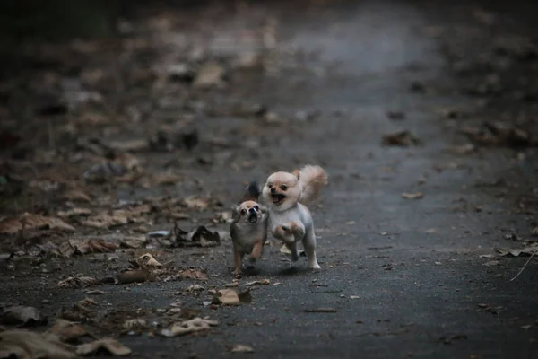 两只狗 (奇瓦瓦和波美拉尼亚) 在路上奔跑, 路上充满了枯叶和模糊的背景. — 图库照片