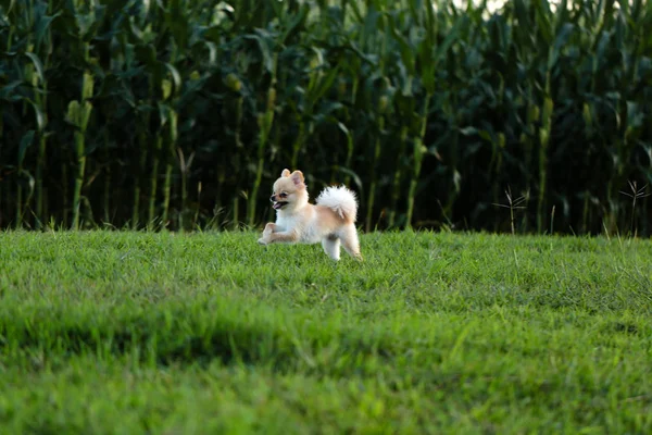 Pomeranian hund körs på ängen med suddiga majs träd i bakgrunden. — Stockfoto