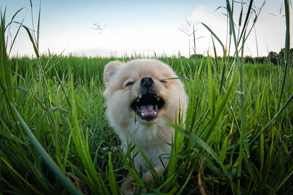 A cara fechada do cão de Pomeranian é feliz no prado. Cão feliz no campo verde. Pomeranian no prado . — Fotografia de Stock