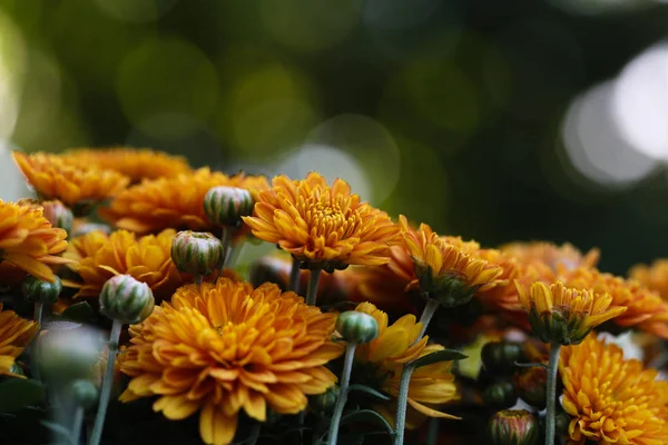 Beautiful yellow flower with bokeh and blur in background. Selective focus. Yellow Aster Flower (Callistephus chinensis). — Stock Photo, Image