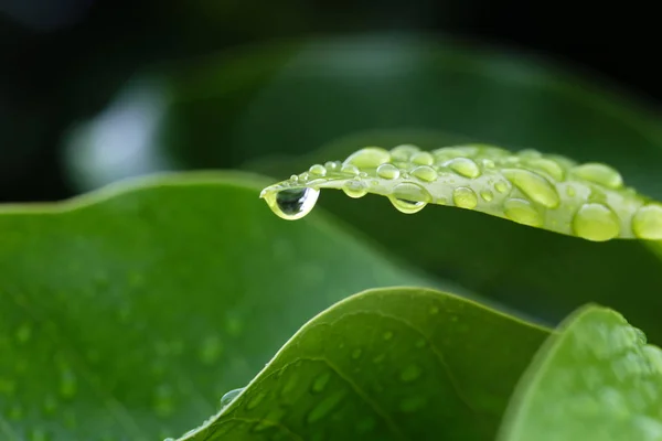 Σταγόνες νερού σε πράσινο φύλλωμα μετά τη βροχή με θολή φόντο. — Φωτογραφία Αρχείου