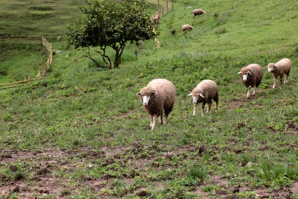 Kitleler koyun çiftliğinde katta yürüyüş. — Stok fotoğraf