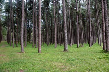Çam ağaçları güzel arka plan için ormandaki dizilmiş.
