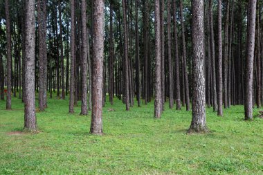 Çam ağaçları güzel arka plan için ormandaki dizilmiş.