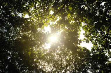 Görünümünün orman ve turuncu güneş ışığı ağaçların altındaki ile fotoğraf.